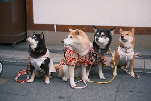 Dog Boot Camp New Jersey, Common Dog Boot Camp Misconceptions