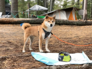 Dog Boot Camp A Complete Guide for Busy Owners and First-Time Dog Parents