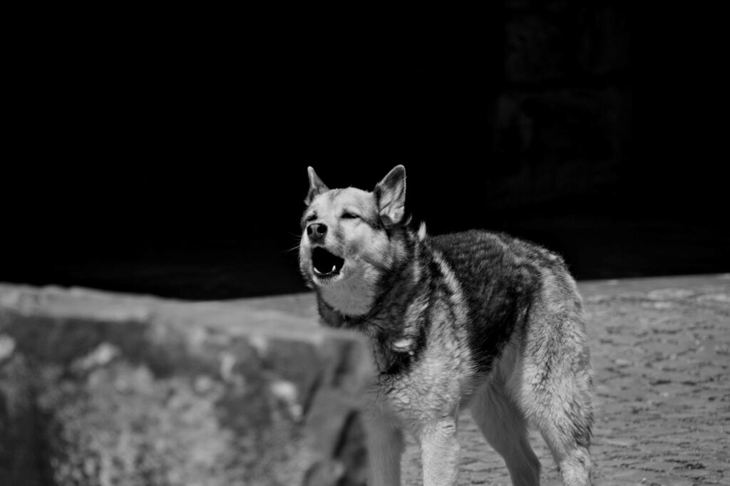 how to stop excessive dog barking: how to stop excessive barking in dogs