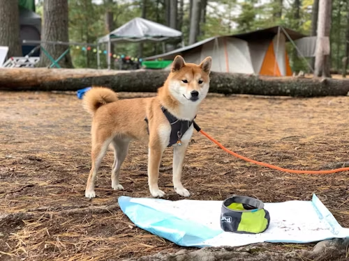 Types of Dog Training Methods Used at Dog Boot Camp