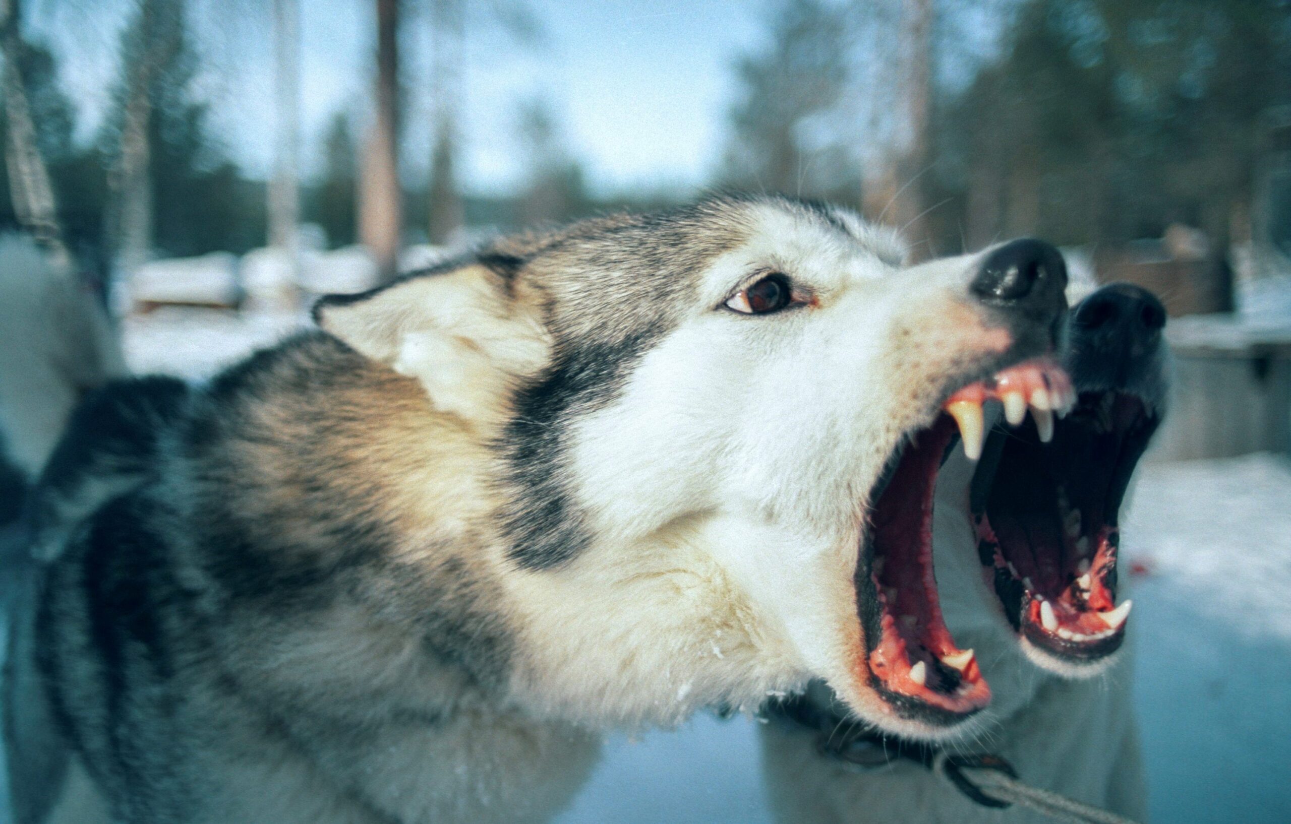 how to stop excessive dog barking, When to Consider Professional dog Training