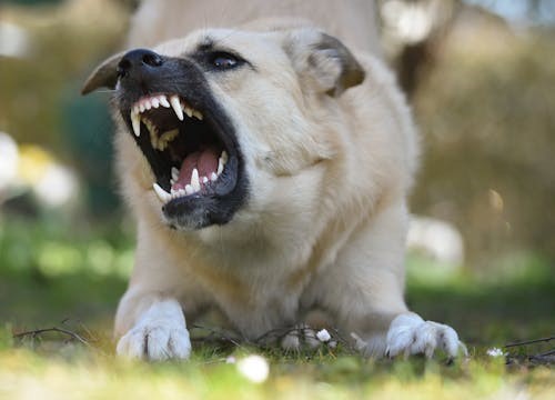 how to stop excessive barking in dogs: Why Dogs Bark Too Much And What It Tells You