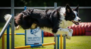 Agility Training for Dogs in Monmouth County – Dan Gentile Dog Training Center