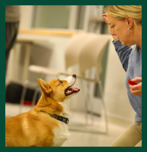 Why train your dog