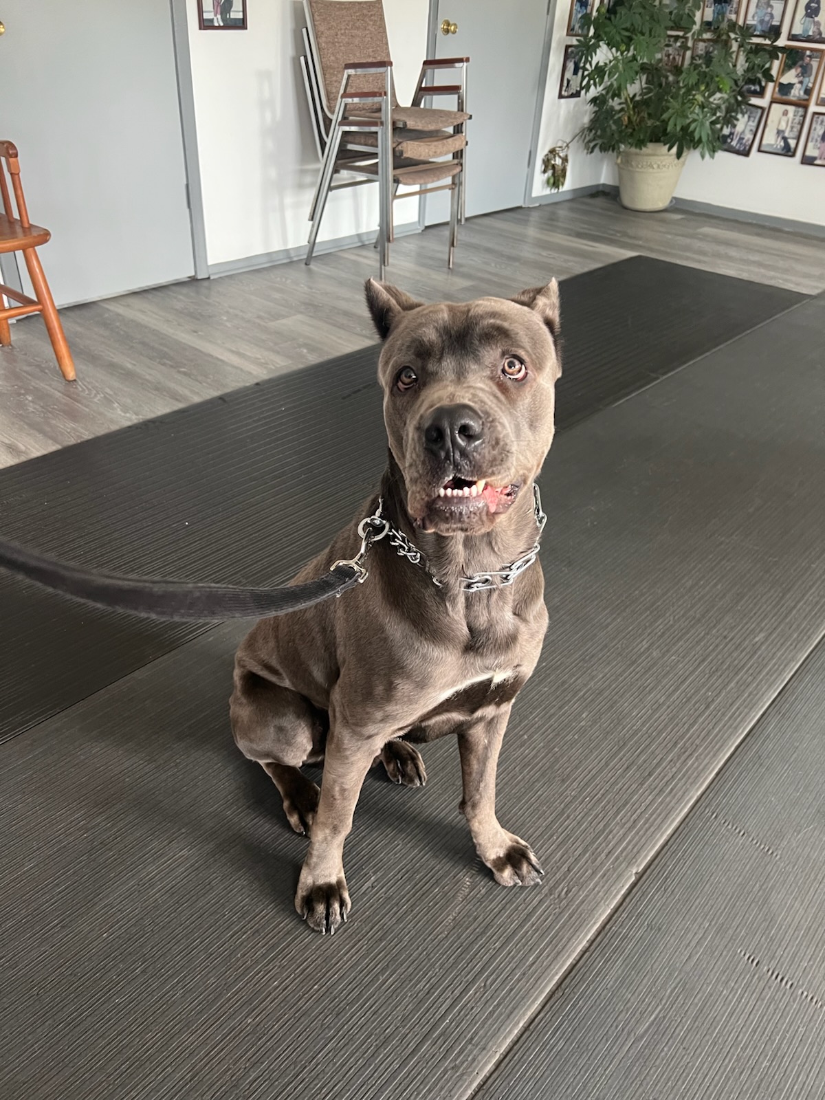 Testimonials 7 - Well-trained dog sitting calmly at Dan Gentile Dog Training Center