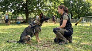 training a dominant dog