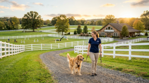 Board and Train Dog Training: The Complete Guide to Immersive Canine Education in New Jersey